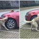 Man's Car Gets Attacked by a Gang of Dogs After Kicking a Sleeping Dog Out Of His Parking Spot