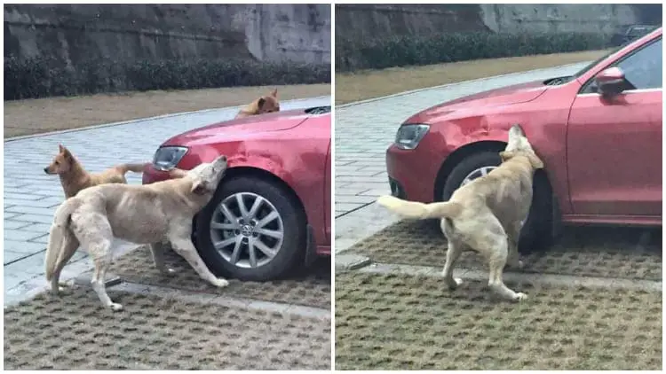 Man's Car Gets Attacked by a Gang of Dogs After Kicking a Sleeping Dog Out Of His Parking Spot
