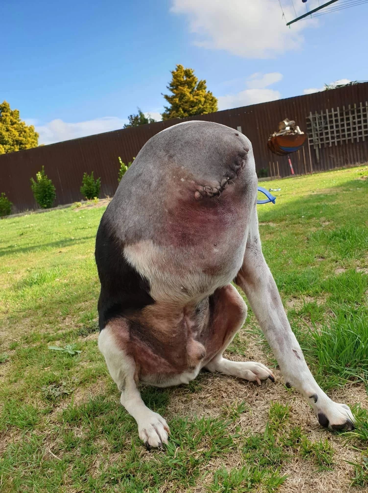 Many People Are Struggling to Make Sense of This Picture Showing a Dog Without a Head