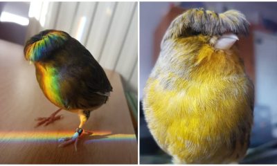 Meet Barry, A Gloster Canary With An Interesting Bowl Cut Hairdo