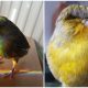 Meet Barry, A Gloster Canary With An Interesting Bowl Cut Hairdo