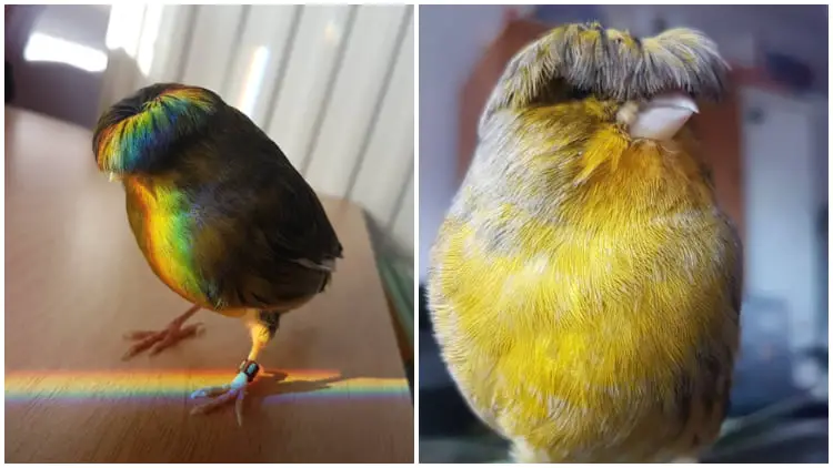 Meet Barry, A Gloster Canary With An Interesting Bowl Cut Hairdo
