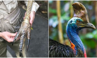 Meet Cassowary, The World's Most Dangerous Bird