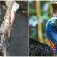 Meet Cassowary, The World's Most Dangerous Bird