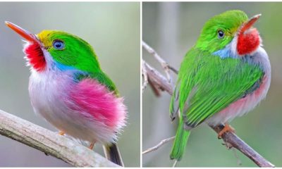 Meet Cuban Tody, The Tiny Gem of the Caribbean Resembling a Hummingbird