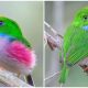 Meet Cuban Tody, The Tiny Gem of the Caribbean Resembling a Hummingbird