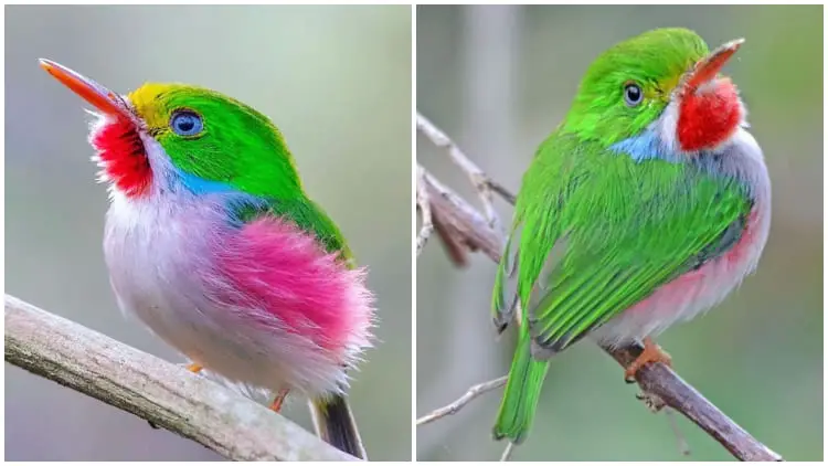 Meet Cuban Tody, The Tiny Gem of the Caribbean Resembling a Hummingbird