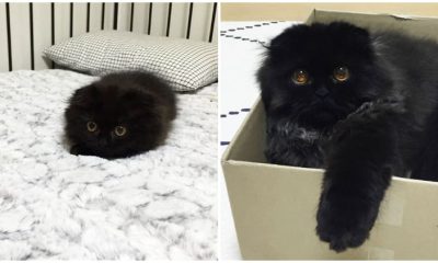 Meet Gimo, The Cutest Pet Cat with Enormous Eyes