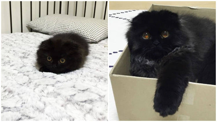 Meet Gimo, The Cutest Pet Cat with Enormous Eyes