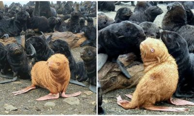 Meet Ginger Seal Who Faced Rejection in His Group Due to His Unique Color