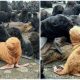 Meet Ginger Seal Who Faced Rejection in His Group Due to His Unique Color