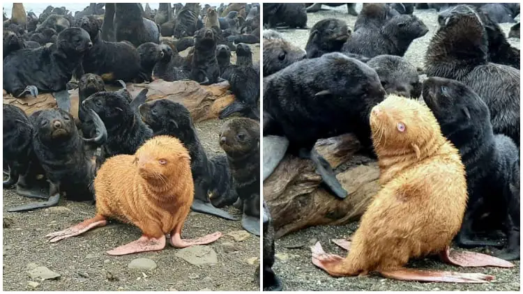Meet Ginger Seal Who Faced Rejection in His Group Due to His Unique Color