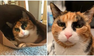 Meet Lilly, the Cat with Unique Eyebrows Who Appears to be Judging You