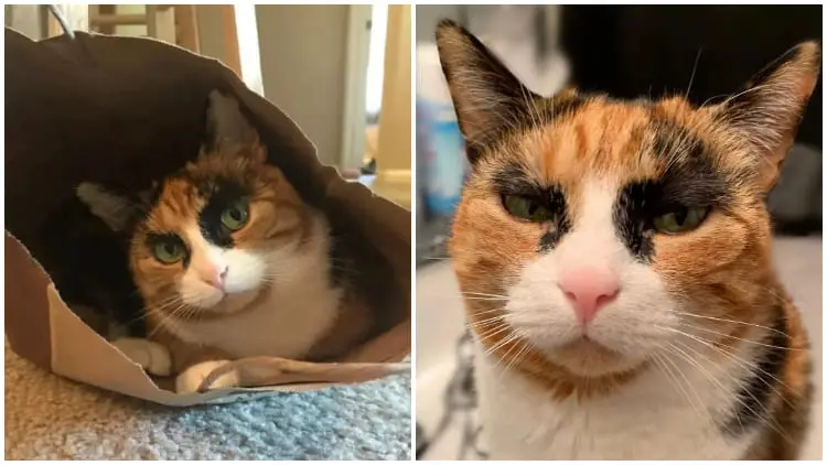 Meet Lilly, the Cat with Unique Eyebrows Who Appears to be Judging You