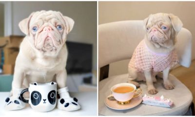 Meet Milkshake, One of Fewer Than 100 Rare Pink Pugs with Blue Eyes Worldwide