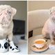 Meet Milkshake, One of Fewer Than 100 Rare Pink Pugs with Blue Eyes Worldwide