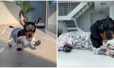 Meet Moo, The Gorgeous Dachshund with a Cow-Like Body