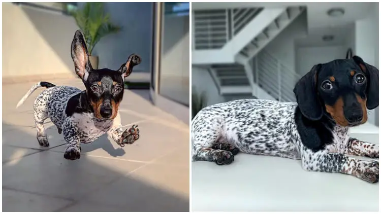 Meet Moo, The Gorgeous Dachshund with a Cow-Like Body