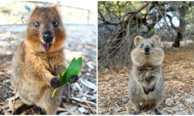 Meet Quokkas - The Happiest Animals on Earth