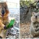 Meet Quokkas - The Happiest Animals on Earth