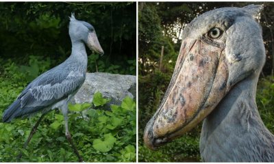 Meet Shoebill, The Bird Has Ancient Dinosaur-Like Appearance with a Machine Gun-Like Call