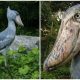 Meet Shoebill, The Bird Has Ancient Dinosaur-Like Appearance with a Machine Gun-Like Call