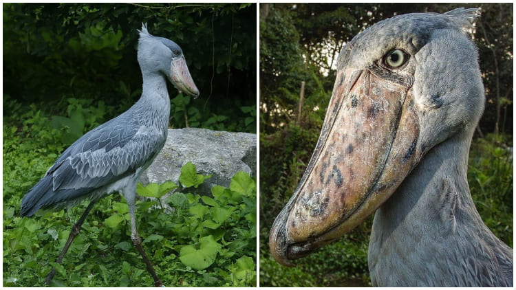 Meet Shoebill, The Bird Has Ancient Dinosaur-Like Appearance with a Machine Gun-Like Call
