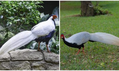 Meet Silver Pheasant, The Beautiful White Bird of Southeast Asia