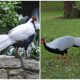 Meet Silver Pheasant, The Beautiful White Bird of Southeast Asia