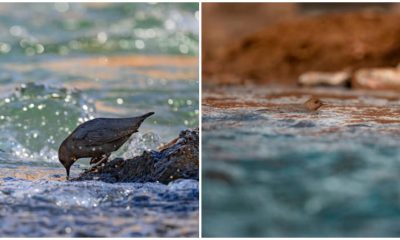 Meet The American Dipper, The Unique Water-Walking Songbird