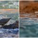 Meet The American Dipper, The Unique Water-Walking Songbird