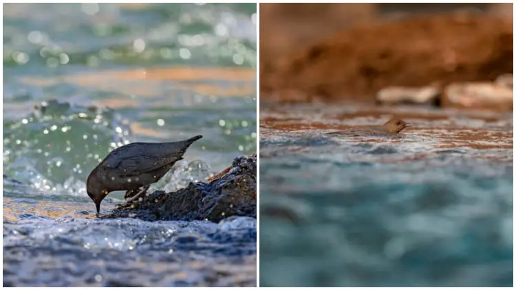 Meet The American Dipper, The Unique Water-Walking Songbird
