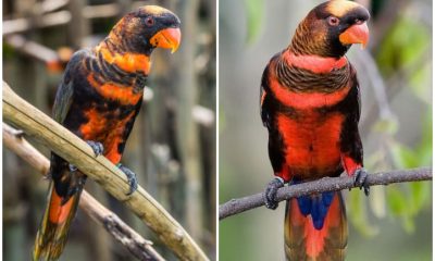 Meet The Dusky Lory, The Stunning Bird With Orange And Yellow Combination