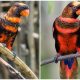 Meet The Dusky Lory, The Stunning Bird With Orange And Yellow Combination