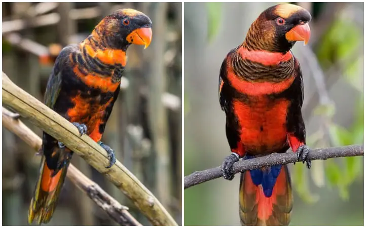 Meet The Dusky Lory, The Stunning Bird With Orange And Yellow Combination
