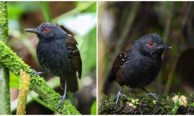 Meet The Incredible Dull-Mantled Ant Bird, Nature's Marvelous Secret