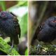 Meet The Incredible Dull-Mantled Ant Bird, Nature's Marvelous Secret