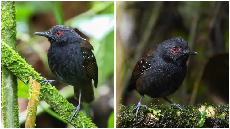 Meet The Incredible Dull-Mantled Ant Bird, Nature's Marvelous Secret