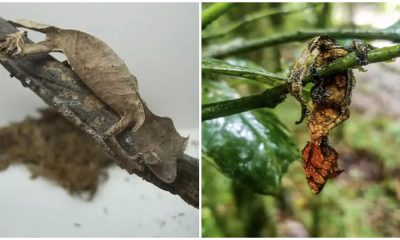 Meet The Leaf-tailed Gecko Which Is An Expert At Hiding Itself