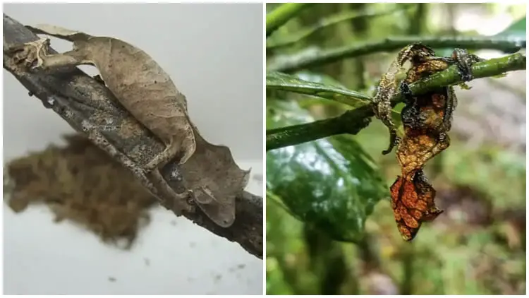 Meet The Leaf-tailed Gecko Which Is An Expert At Hiding Itself