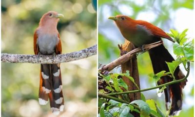 Meet The Squirrel Cuckoo With An Elegant Long Tail and A Striking Yet Subtle Blush Of Soft Pink Feather