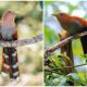 Meet The Squirrel Cuckoo With An Elegant Long Tail and A Striking Yet Subtle Blush Of Soft Pink Feather