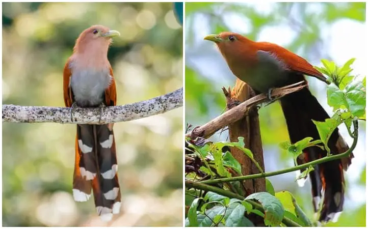 Meet The Squirrel Cuckoo With An Elegant Long Tail and A Striking Yet Subtle Blush Of Soft Pink Feather