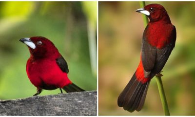 Meet The Stunning Crimson-Backed Tanager, The Red Bird with a Shiny Silver Beak