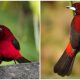 Meet The Stunning Crimson-Backed Tanager, The Red Bird with a Shiny Silver Beak