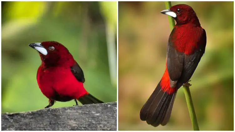 Meet The Stunning Crimson-Backed Tanager, The Red Bird with a Shiny Silver Beak