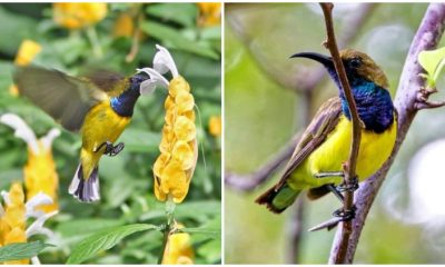 Meet The Stunning Olive-backed Sunbird with Vibrant Feathers in Yellow and Metallic Blue