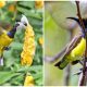 Meet The Stunning Olive-backed Sunbird with Vibrant Feathers in Yellow and Metallic Blue