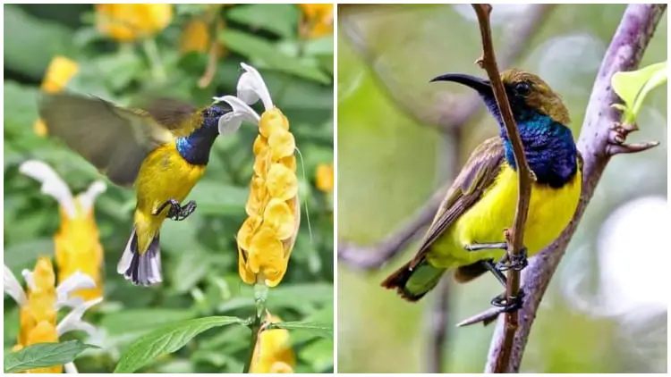 Meet The Stunning Olive-backed Sunbird with Vibrant Feathers in Yellow and Metallic Blue