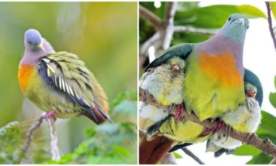 Meet The Vibrant Colorful Pigeon That's Shaking Up The Bird World